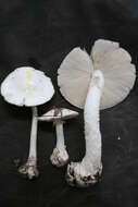 Image of Amanita suballiacea (Murrill) Murrill 1941