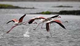 Imagem de Phoenicopterus roseus Pallas 1811