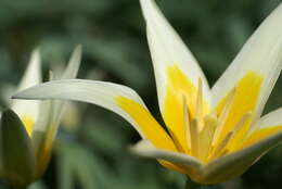 Image of water-lily tulip