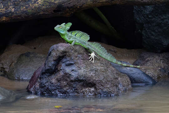 Image of Green Basilisk