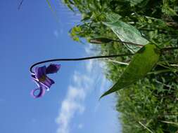 Imagem de Clematis integrifolia L.