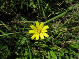 Image of lesser hawkbit