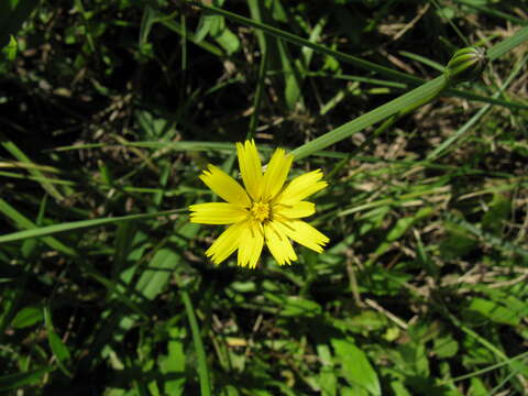 Image of Leontodon saxatilis Lam.