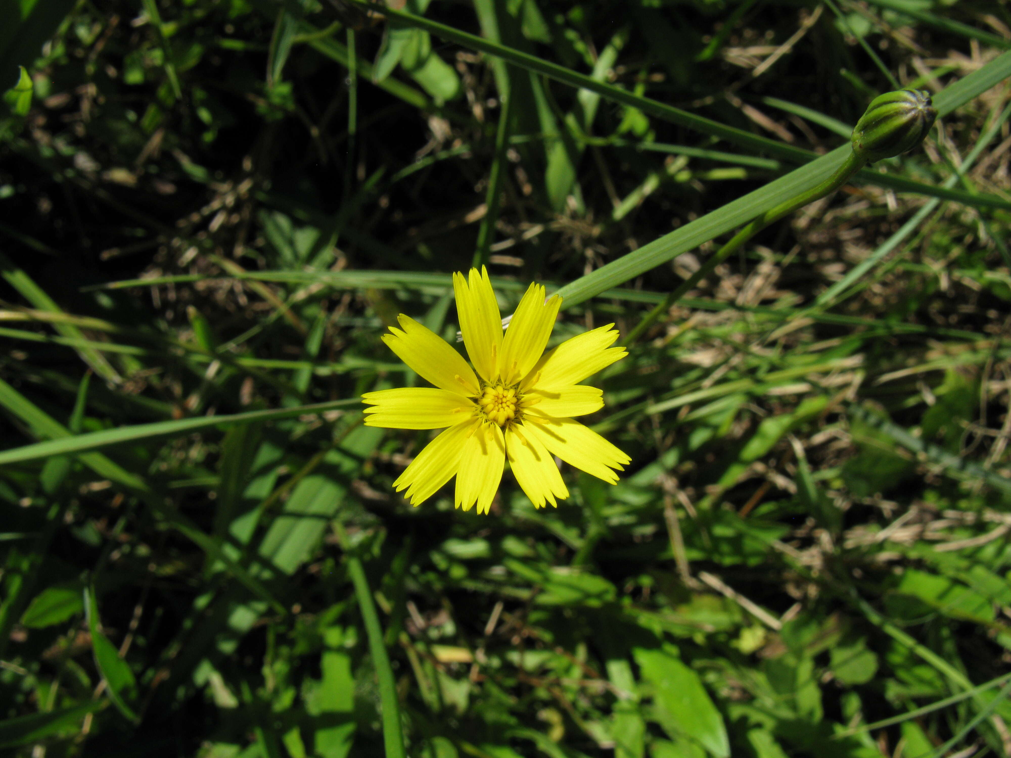 Image of lesser hawkbit