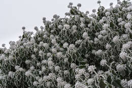 Image of English ivy