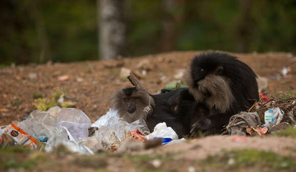 Image of Lion-tailed Macaque