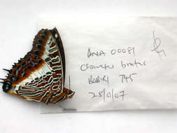 Image of Charaxes brutus