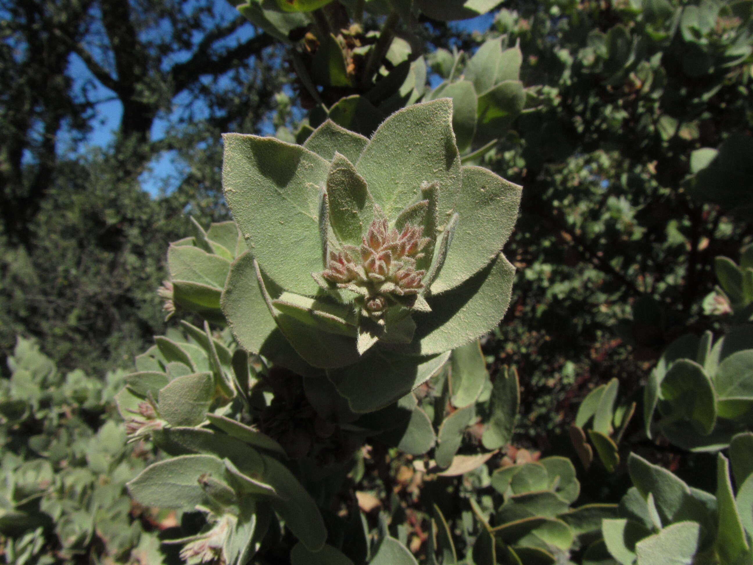 Слика од Arctostaphylos auriculata Eastw.