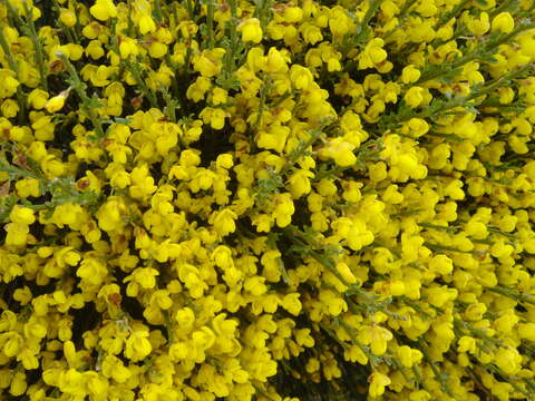 Image of Cytisus oromediterraneus