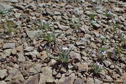 Plancia ëd Matthiola parviflora (Schousb.) W. T. Aiton