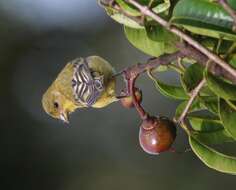 Image of Lesser Goldfinch