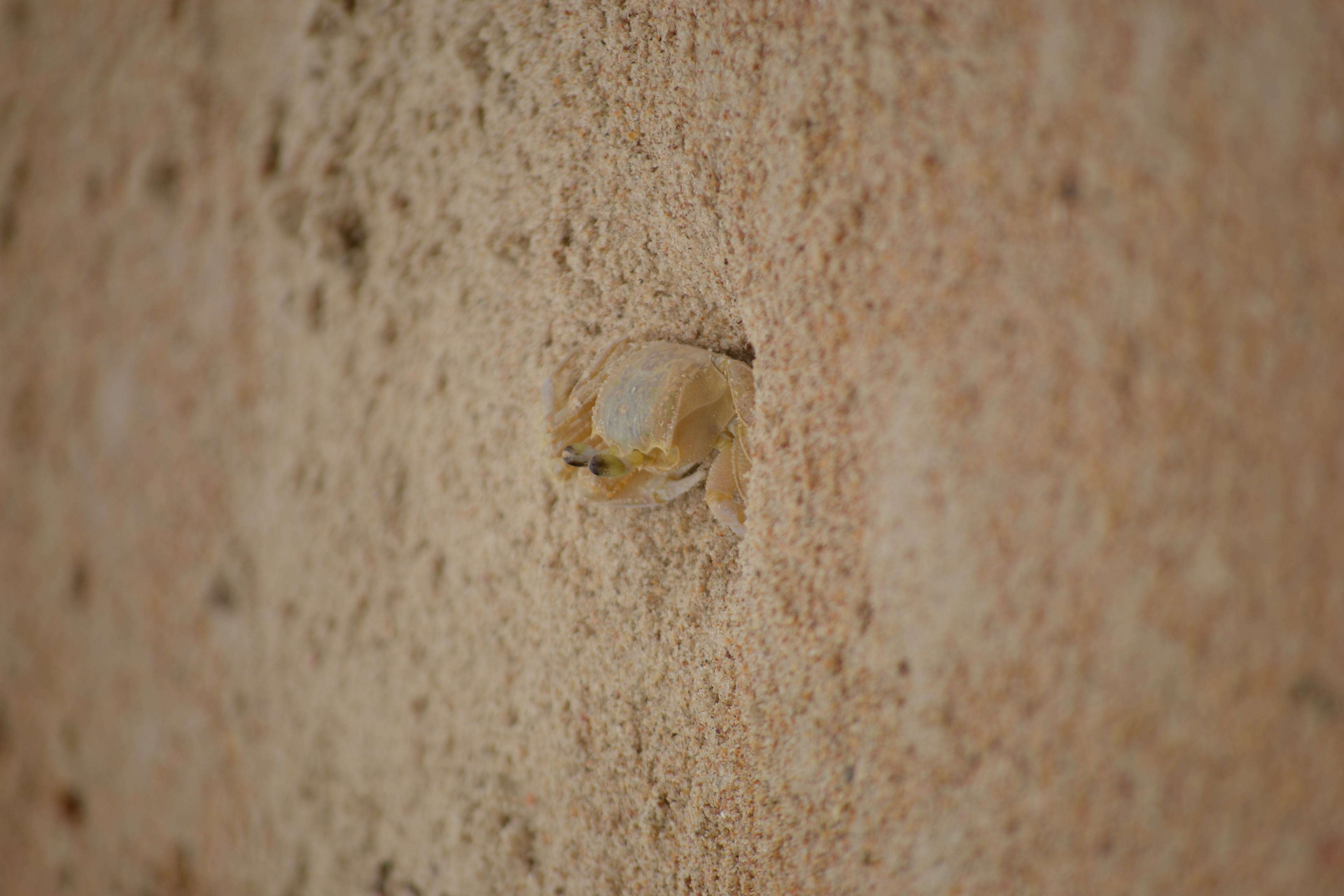 Image of Atlantic Ghost Crab