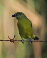 Image of Thick-billed Euphonia