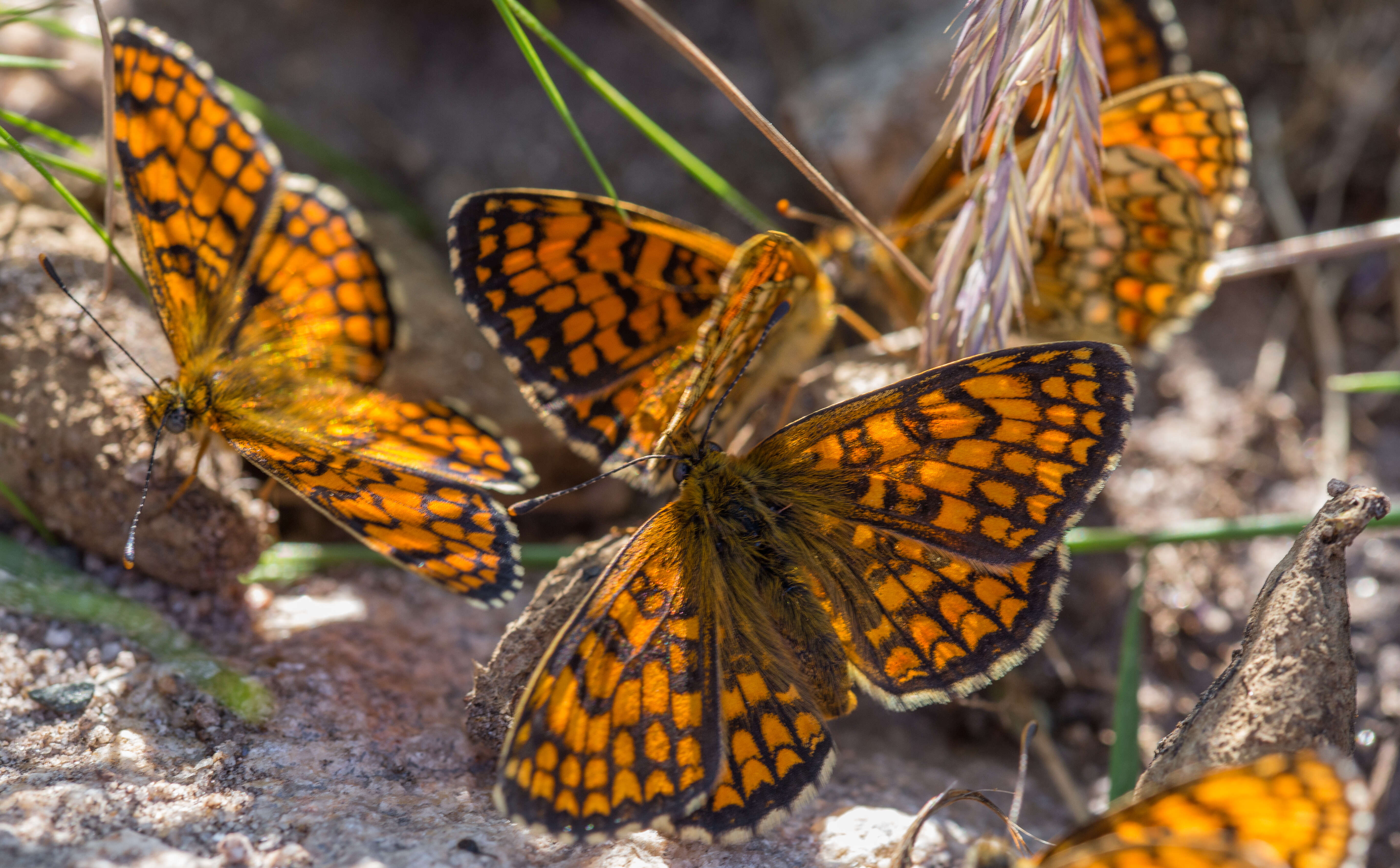 Image of Melitaea athalia