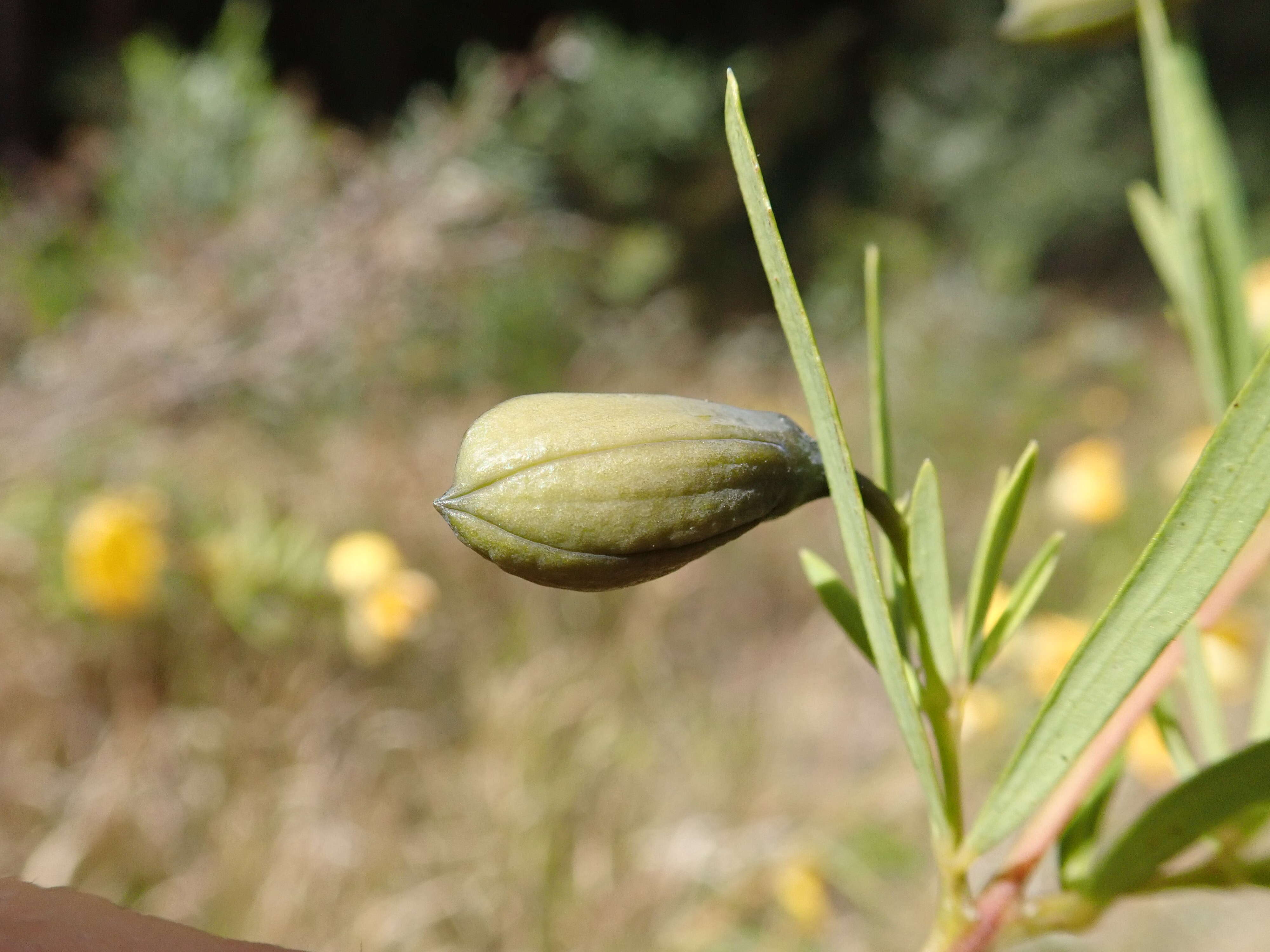 Слика од Gompholobium latifolium Sm.