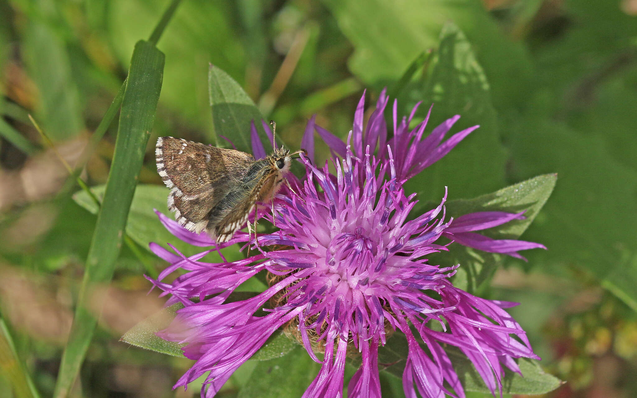 Image of Carline Skipper