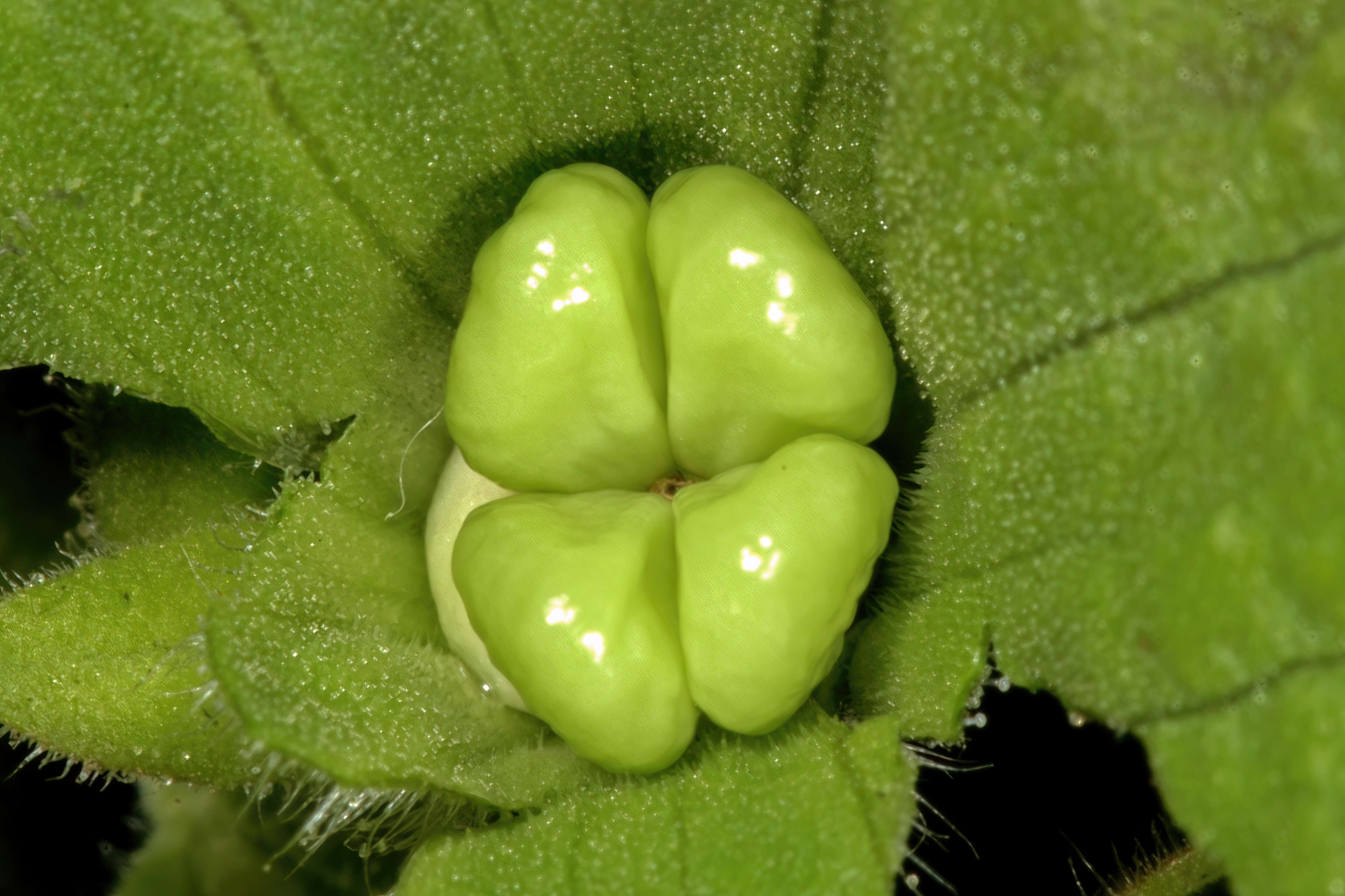 Salvia aurea L. resmi