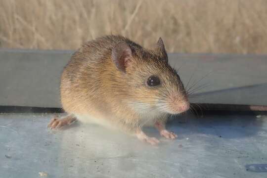 Image of Tete Veld Aethomys -- Tete Veld Rat