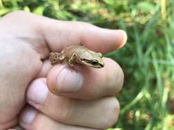 Image of Upland Chorus Frog