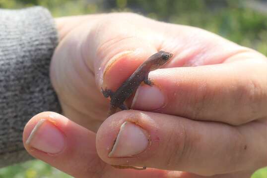 Image of Banded Lizard-fingered Gecko