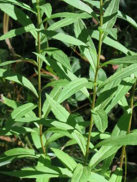 Image of Aster maackii Regel