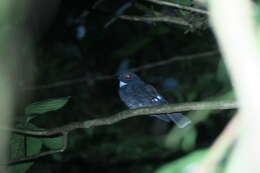 Image of Choco Poorwill