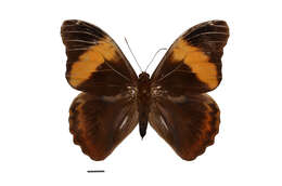 Image of Selenophanes cassiope Cramer 1776