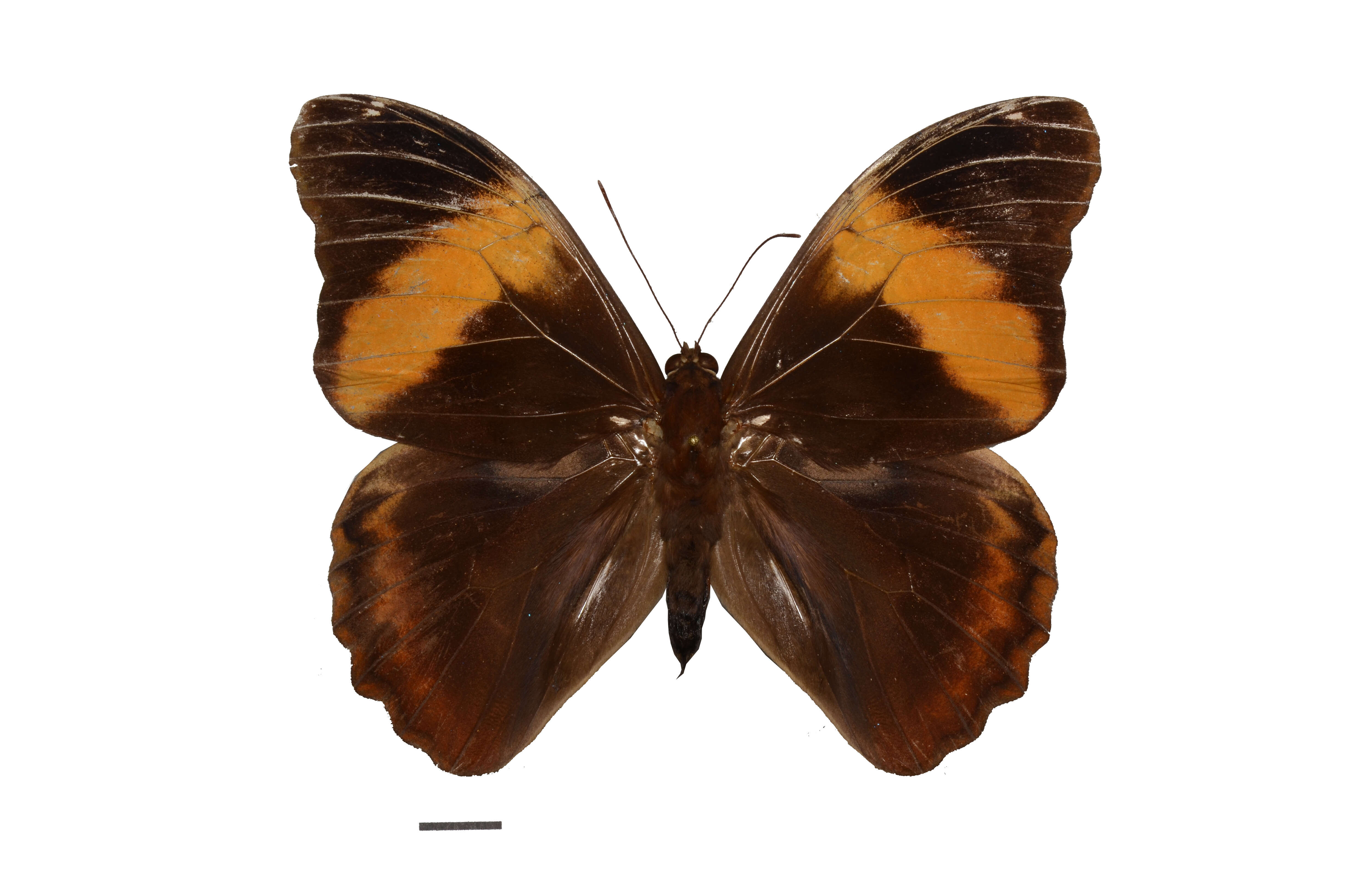 Image of Selenophanes cassiope Cramer 1776