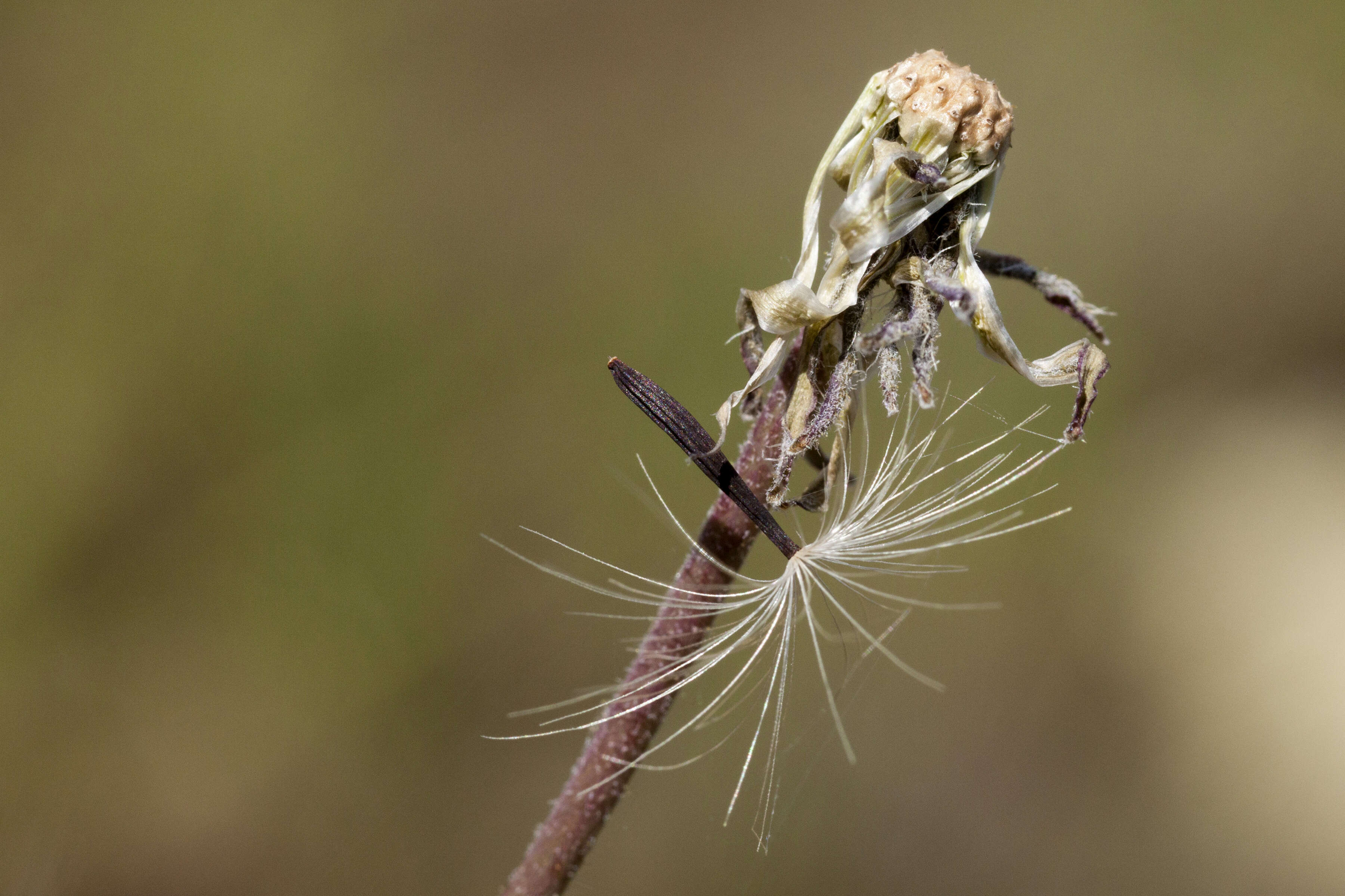 Image of yellow hawkweed