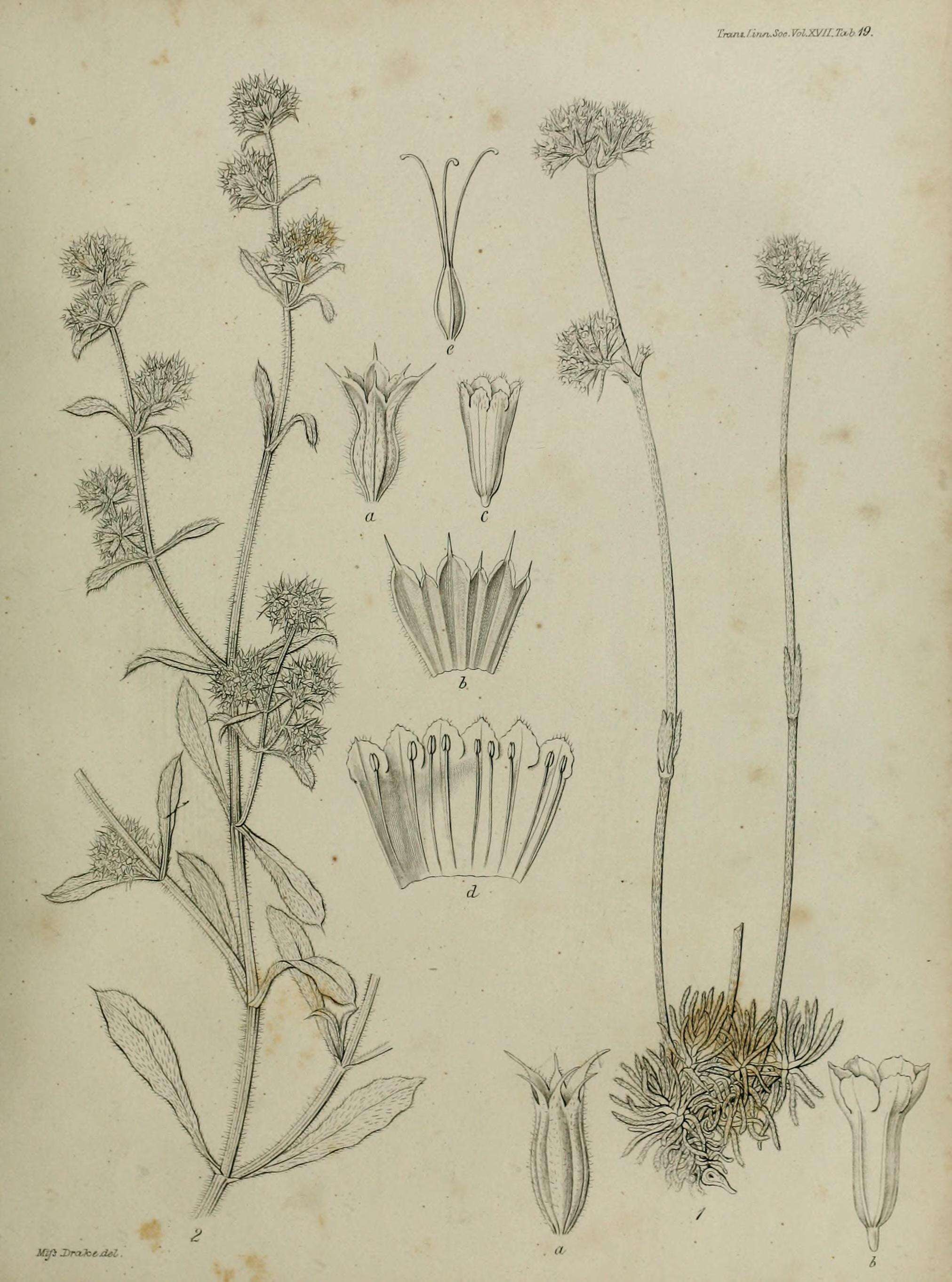 Image of Monterey spineflower