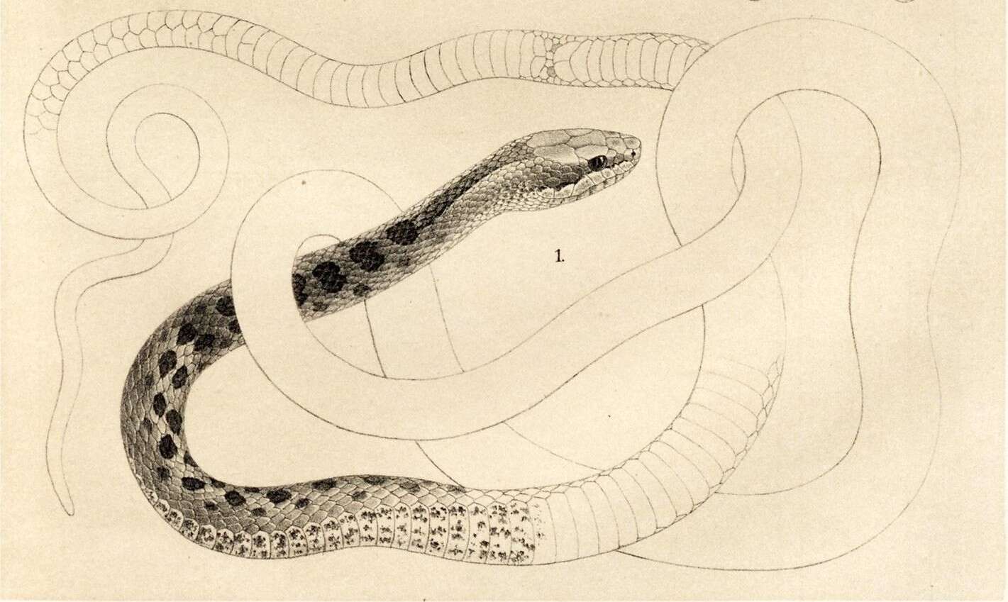 Image of Pseudalsophis dorsalis (Steindachner 1876)