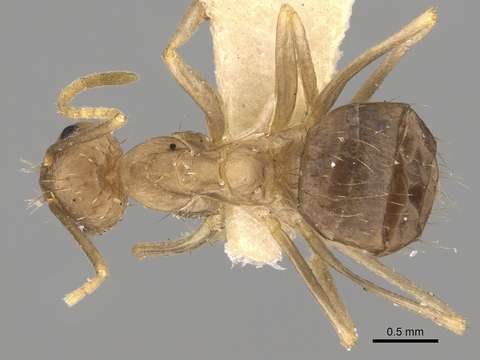 Image of vespoid wasps