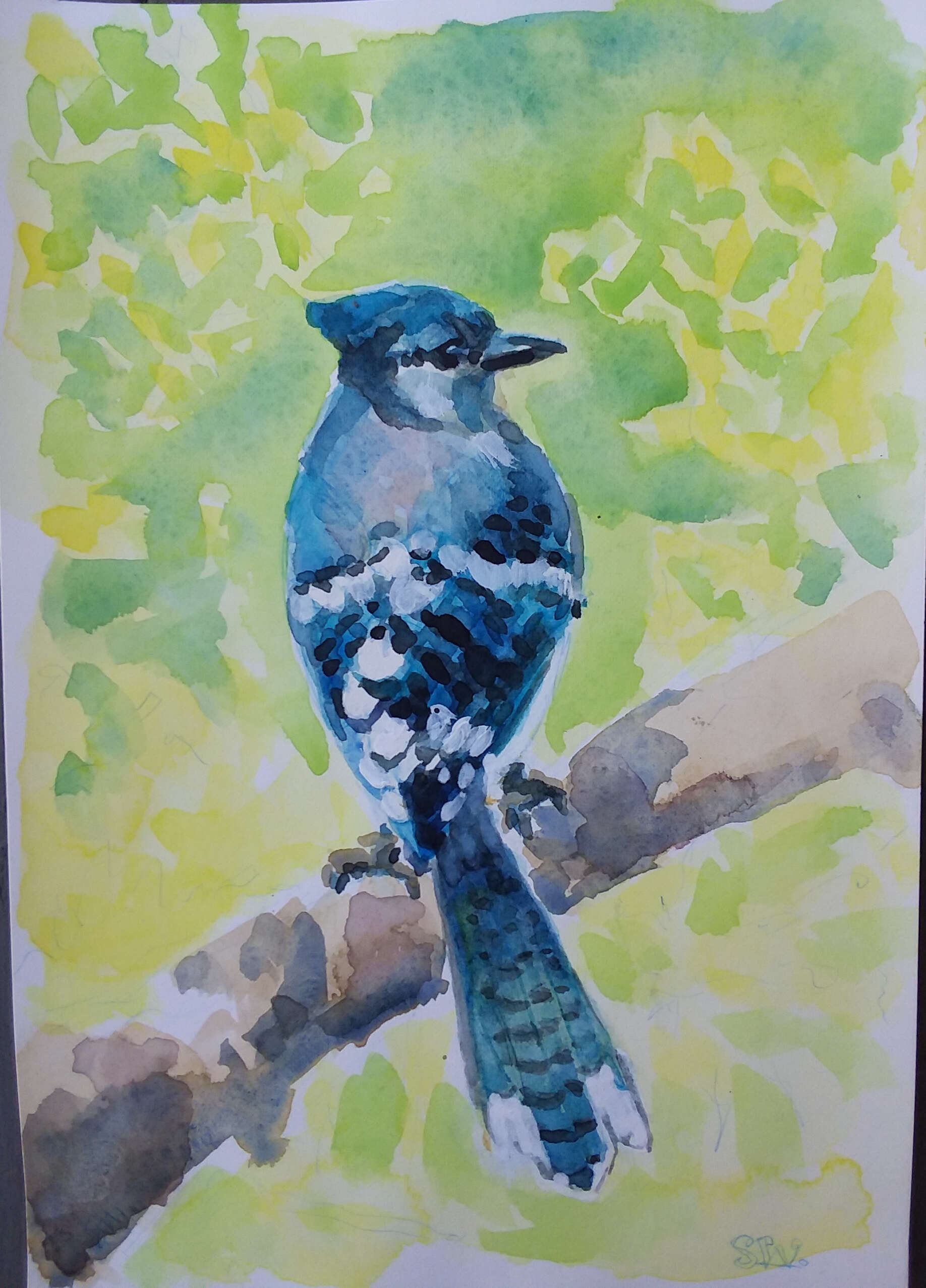 Image of Blue Jay