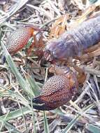 Image of Scorpio maurus Linnaeus 1758