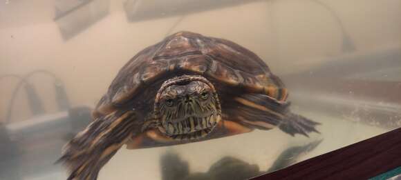 Image of Black-bellied Slider