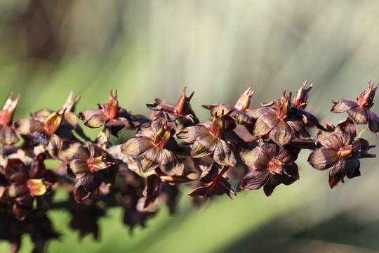 Image of black false hellebore