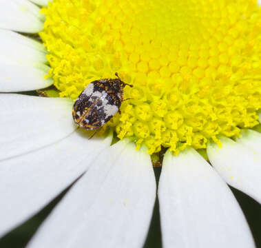 Image of Dermestid beetle