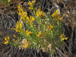 Ericameria teretifolia (Dur. & Hilg.) Jepson resmi