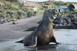 Image of South Atlantic Elephant-seal