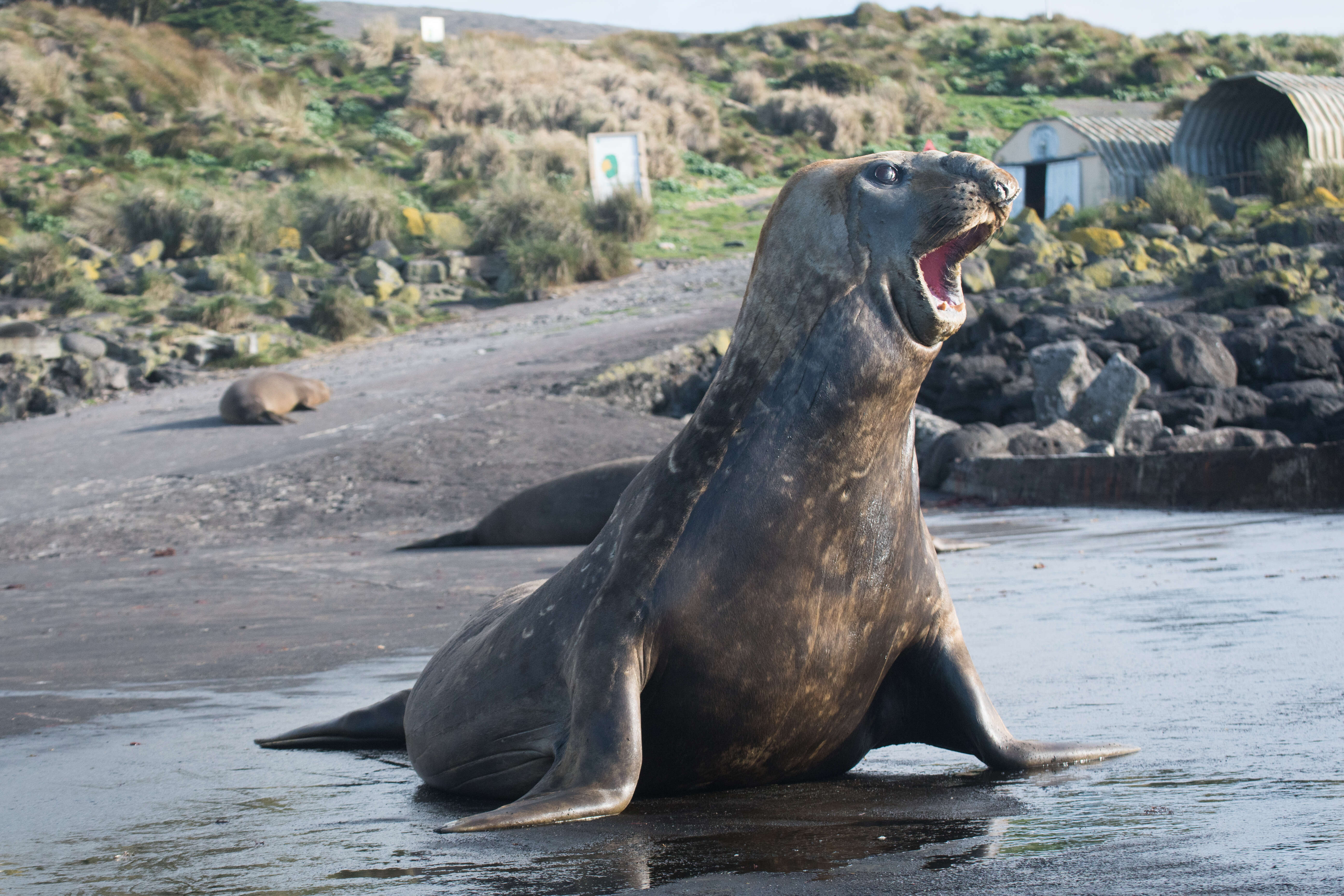 Image of South Atlantic Elephant-seal