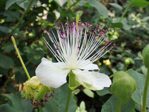 Image de Capparis spinosa subsp. rupestris (Sm.) Nyman