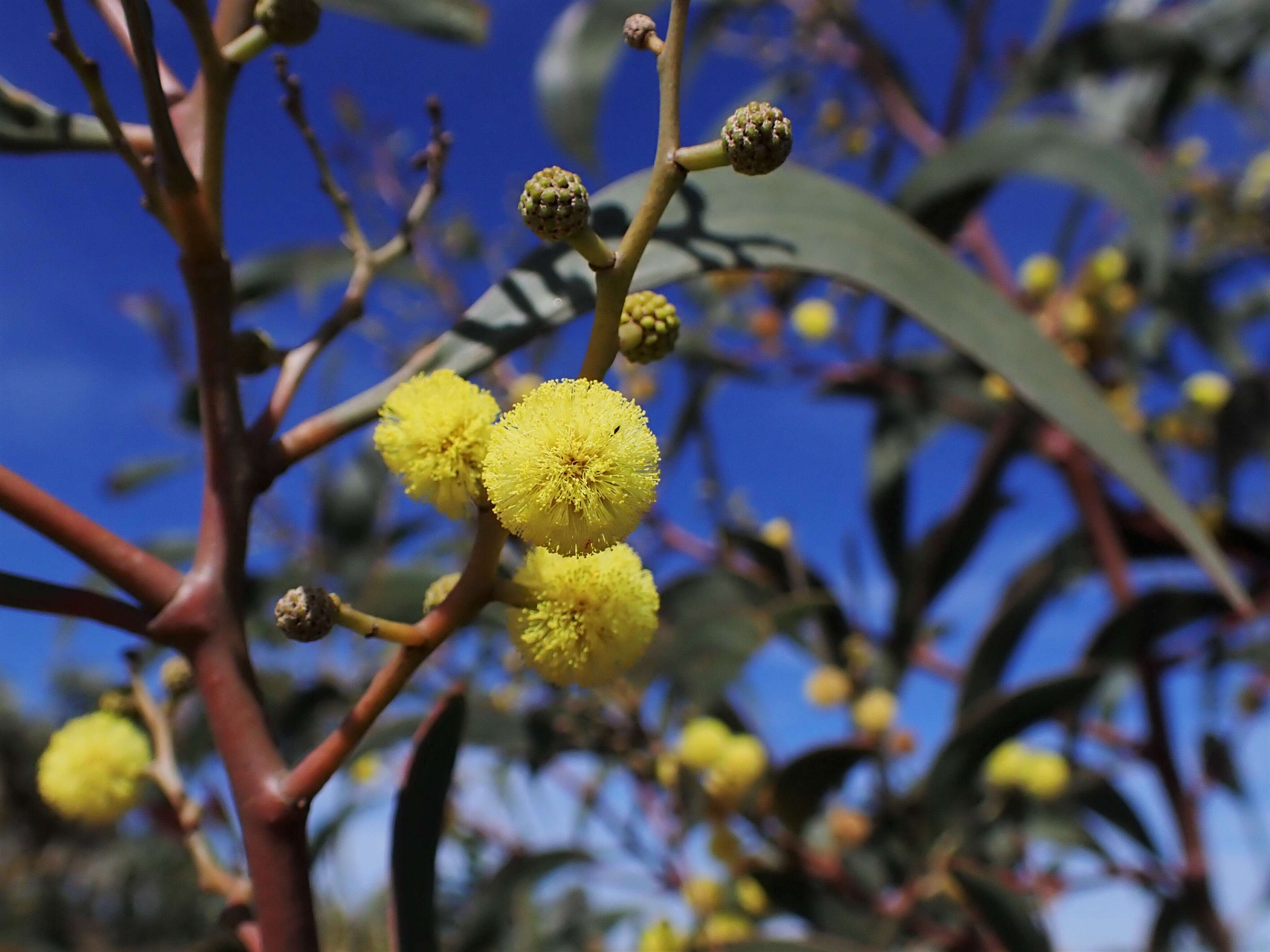 Sivun Acacia pycnantha Benth. kuva