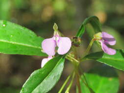 Image of Impatiens minor (DC.) S. S. R. Bennet