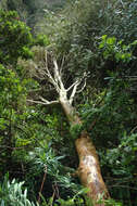Image of Eucalyptus newbeyi D. J. Carr & S. G. M. Carr