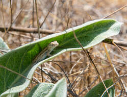 Image of Lacertilia