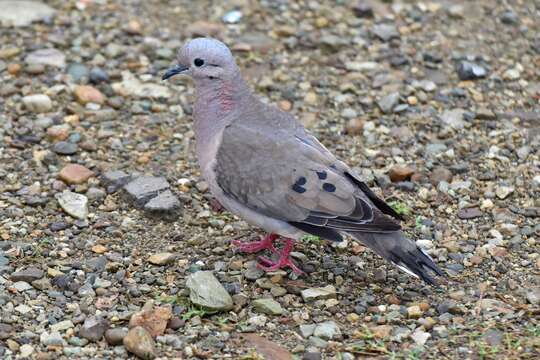 Image of Eared Dove