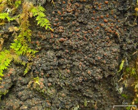 Image of Rimmed shingle lichen