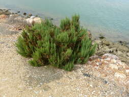 Image of Shrubby Glasswort