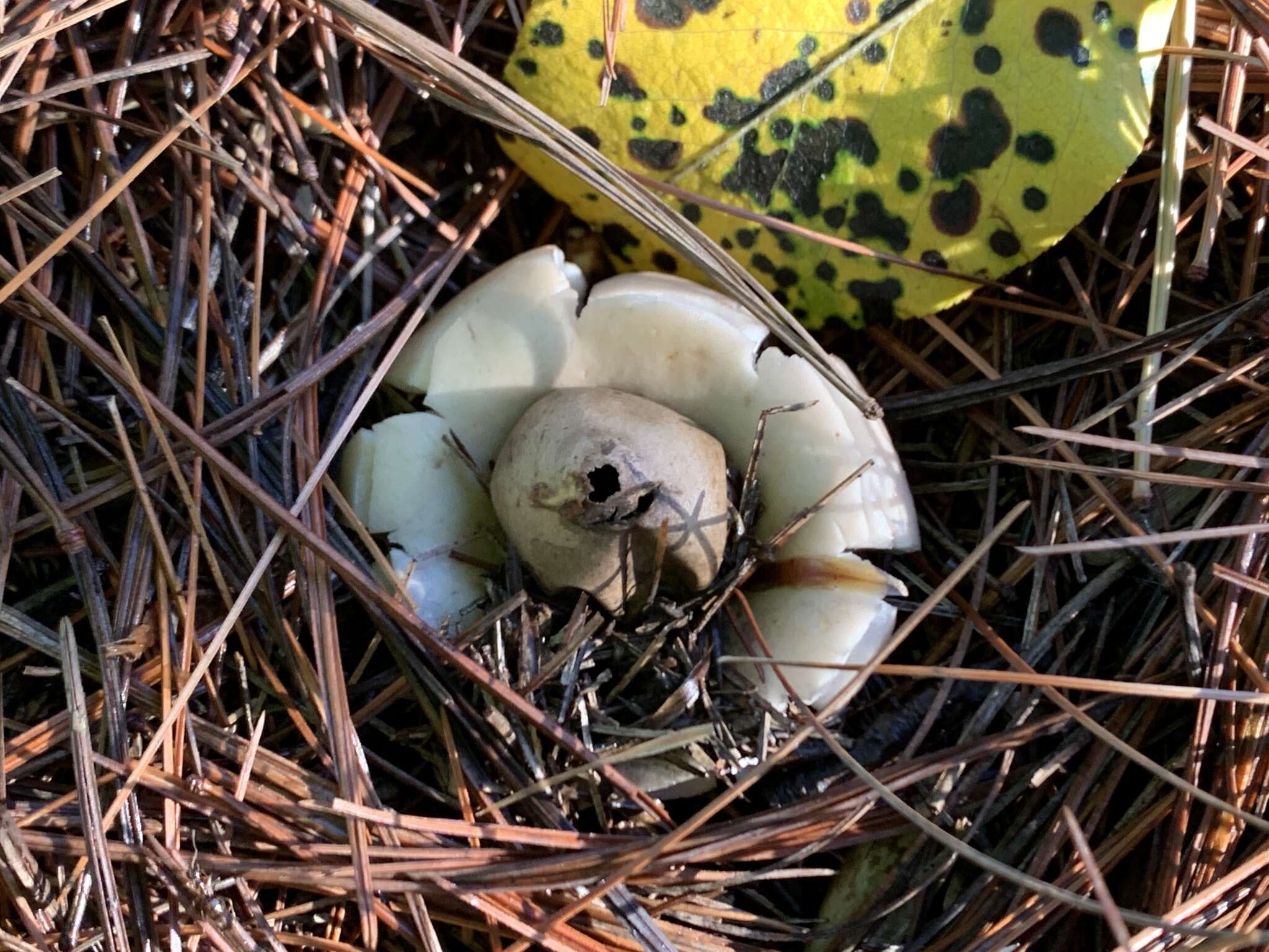 Image of Geastrum saccatum