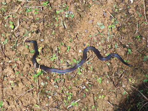 Image of Red-headed Reed Snake